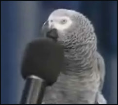 Einstein budgie answers question