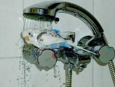 Budgie Shower