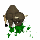 Beware: Water Buffalo