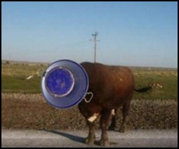 Bull Story