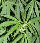 Holy Smoke - Cannabis sativa