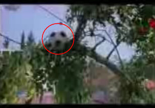 Ball in tree - free video