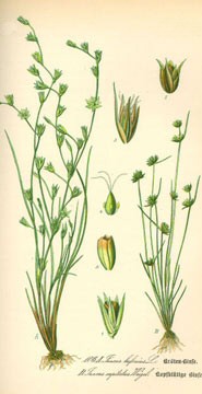 The Rhum affair - Carex bicolor hoax