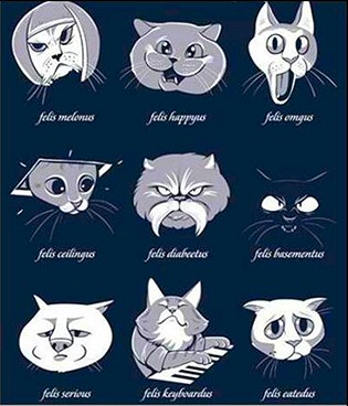 Cats Faces Felis