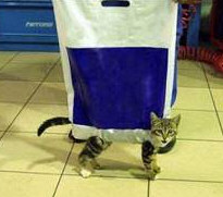 Who let the cat out of the bag?