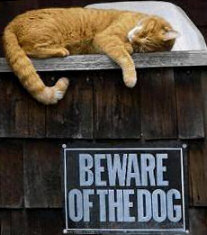 Cat - Beware Dog
