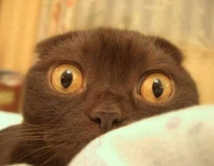 Cat big eys - Friends accept you as you are