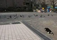 Cat catches pigeon