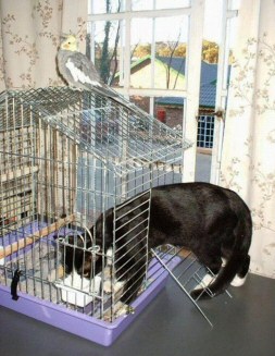 Funny Picture of trapped cat