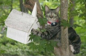 Funny Lolcat Pictures