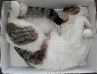 Cat Boxed