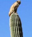 Cat Cactus Chronicle