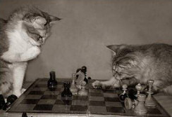 Cats Playing Chess