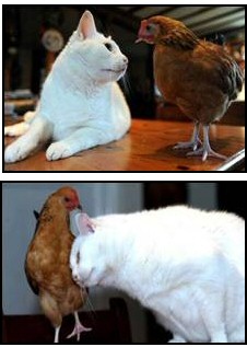 Cat and Chicken make friends