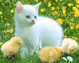 Cat Easter Chicks