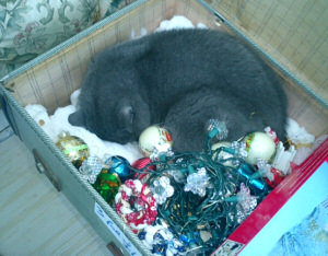 Christmas Cat - or Cat for Christmas