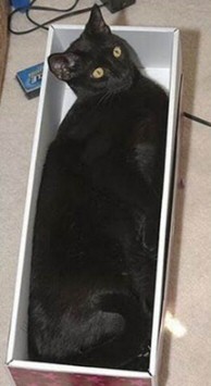 Funny Cat Coffin