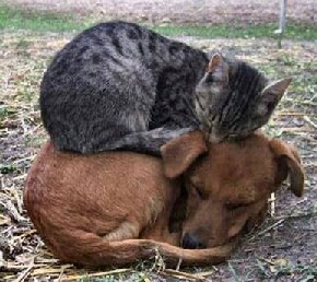 Cat and Dog