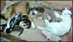 Cat Dog Stories Children