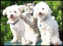 Cat and Dog Stories