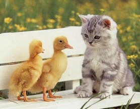 Cat and ducklings
