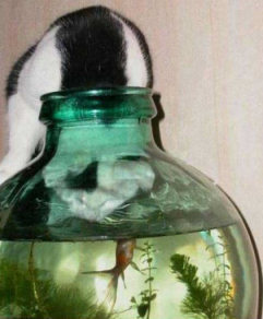 Cat gets goldfish