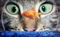 Cat Fish Tank