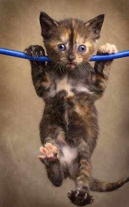 Kitten Hanging Around