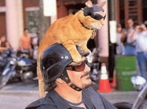 Cats Hell's Angel