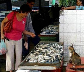 Cat Selling Fish