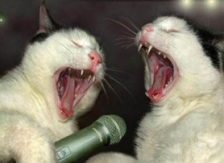 Cat Karoke