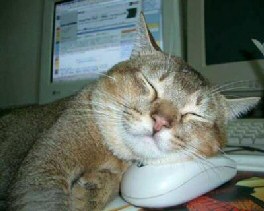 Cat and Mouse