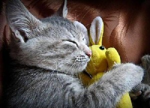 Cat with rabbit!