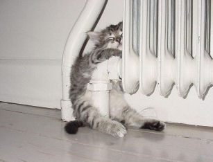 Funny Cat Radiator