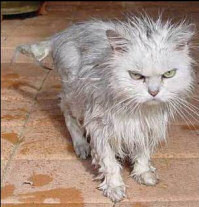 Cat caught in the rain