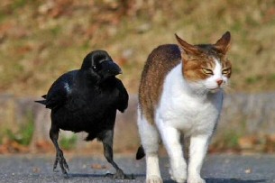 Cat Raven