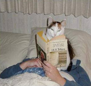 Cat reads the final volume of the trilogy before bed