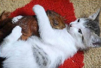 Cat and Squirrel