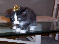 Christmas Cat Star