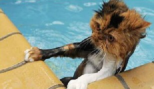 Cat Swimming