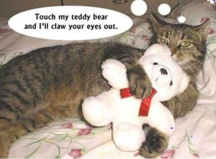 Funny Cat Lol Picture