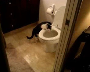 Cat toilet
