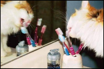 Picture Cat and Toothbrush