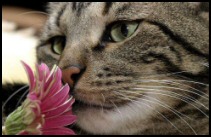 Ode to Tyrone - Cat Story