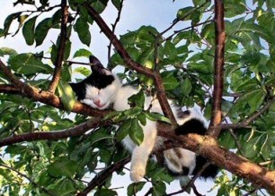 Cat waiting for birds