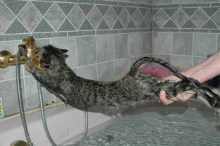 Wet Cat