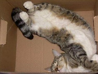 Funny Cat Coffin