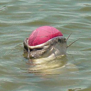Catfish with large ball