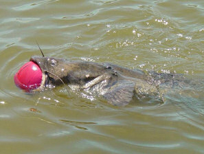 Catfish swimming with ball