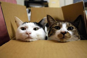 Thinking outside the box - Sweet cats